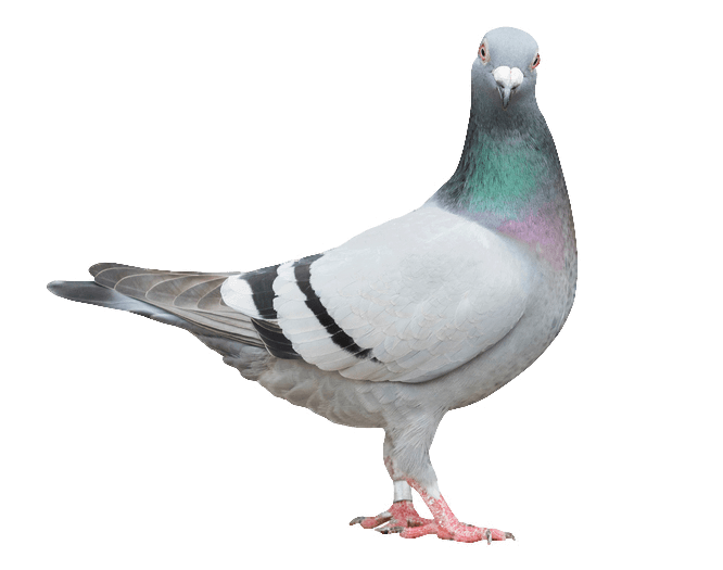 A pigeon standing on its hind legs in front of a green background.