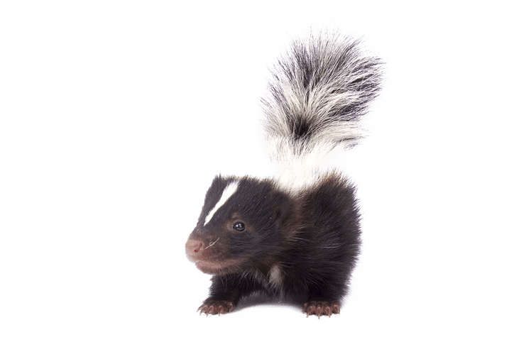 A black and white striped skunk standing on its hind legs.