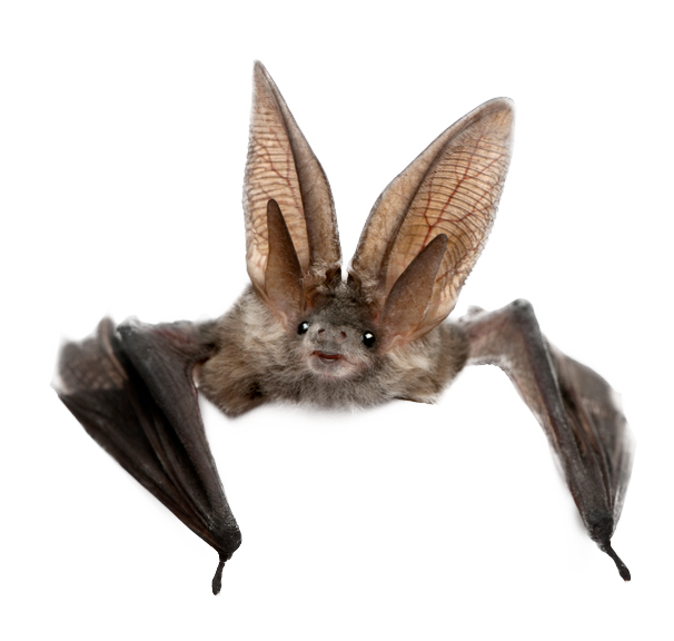 A bat with large ears and wings.