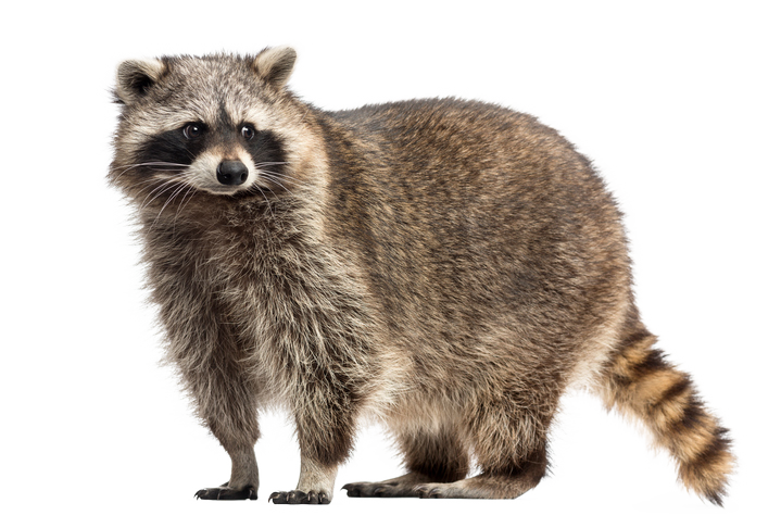 A raccoon standing on top of a green background.