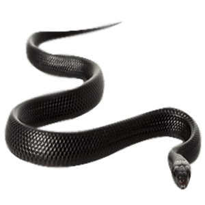 A black snake is curled up on its back.
