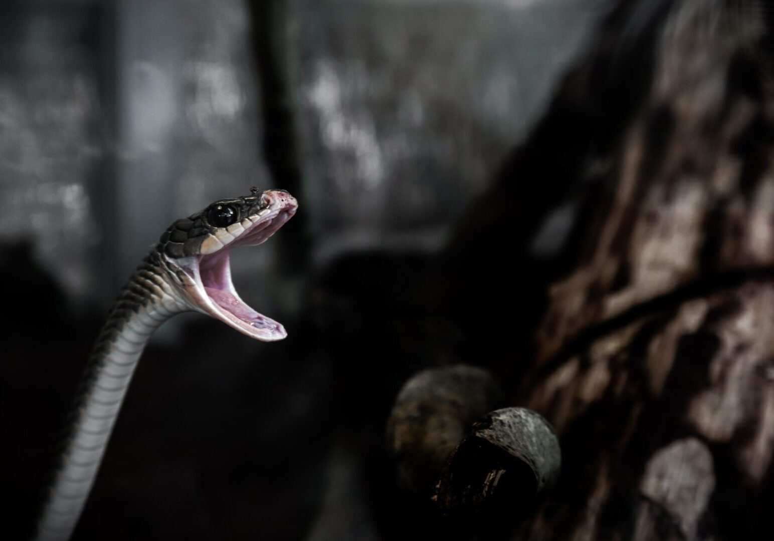 A snake with its mouth open and it's tongue hanging out.
