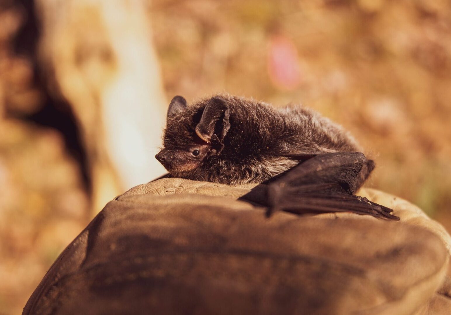 A bat laying on top of a tree branch.