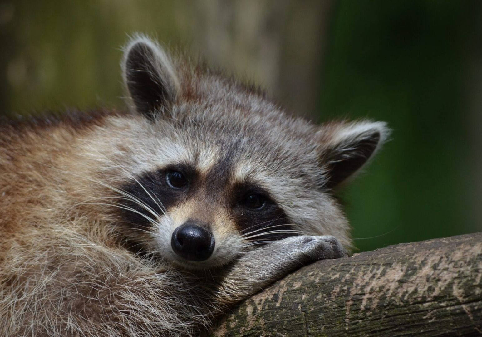 A close up of a raccoon on top of a tree